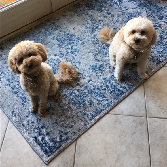 Meet your Posher, Kori 🌟😊💝 - Picture 3 of 4